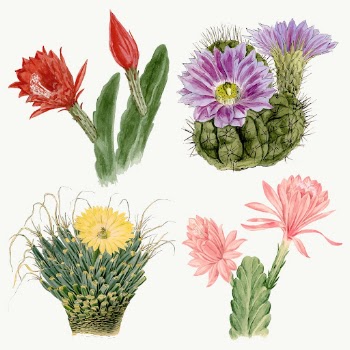 Vintage cactus flower drawing vector | Free Vector Illustration - rawpixel