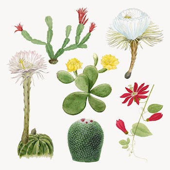 Vintage cactus flower drawing vector | Free Vector Illustration - rawpixel