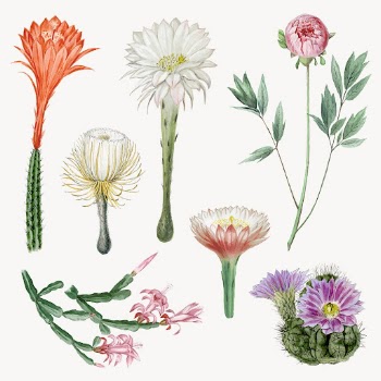 Vintage cactus flower drawing vector | Free Vector Illustration - rawpixel