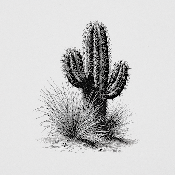 Vintage Cactus Illustration