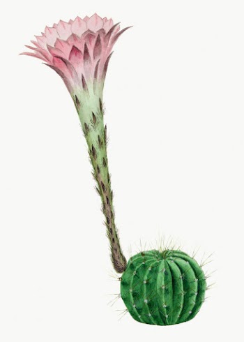 Vintage cactus illustration, classic floral | Free Photo Illustration - rawpixel