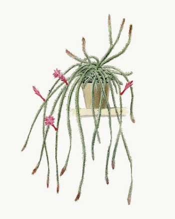 Vintage cactus illustration vector design | Free Vector Illustration - rawpixel