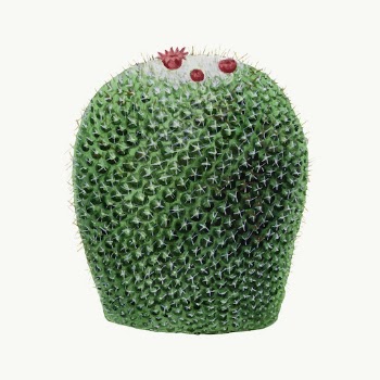 Vintage cactus illustration vector design | Free Vector Illustration - rawpixel
