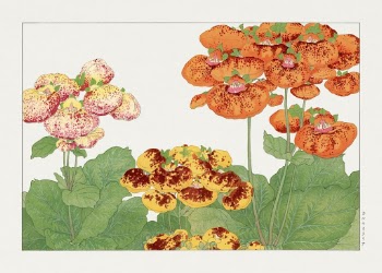 Vintage calceolaria flower, ukiyo e | Free Photo Illustration - rawpixel
