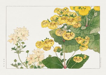 Vintage calceolaria flower, ukiyo e | Free Photo Illustration - rawpixel