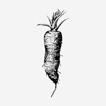 Vintage carrot hand drawn illustration. | Free Photo - rawpixel
