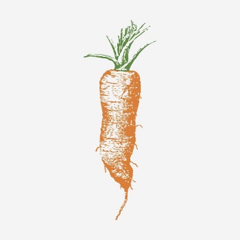 Vintage carrot, vegetable illustration. Free | Free Photo - rawpixel