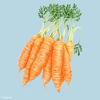 Vintage carrots drawing | Free stock illustration - 261952