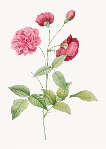Vintage china rose poster | Free stock vector - 574241