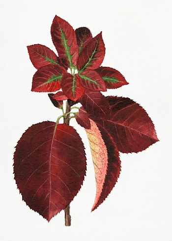 Vintage chokecherry leaves illustration. Digitally enhanced illustrati.. | Free public domain illustration - 2297895
