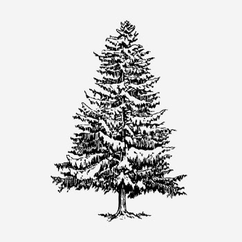 Vintage Christmas pine tree, botanical | Free Photo Illustration - rawpixel