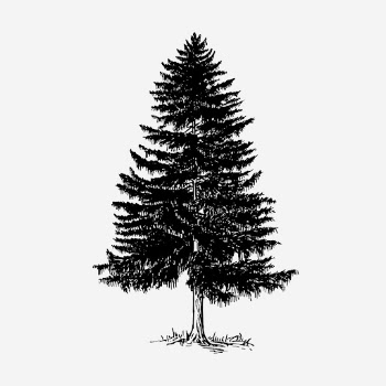 Vintage Christmas pine tree, botanical | Free Photo Illustration - rawpixel