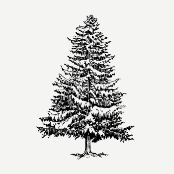 Vintage Christmas pine tree, botanical | Free PSD Illustration - rawpixel