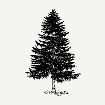 Vintage Christmas pine tree, botanical | Free PSD Illustration - rawpixel