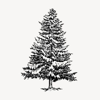 Vintage Christmas pine tree, botanical | Free Vector Illustration - rawpixel