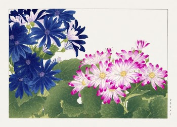 Vintage cineraria flower, ukiyo e | Free Photo Illustration - rawpixel