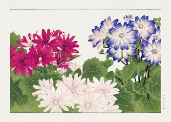 Vintage cineraria flower, ukiyo e | Free Photo Illustration - rawpixel