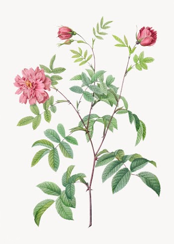 Vintage cinnamon rose poster | Free stock vector - 574185