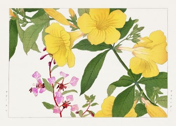 Vintage clarkia & allamanda flower, | Free Photo Illustration - rawpixel