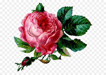 Vintage Clothing, Rose, Antique, Flower, Pink PNG