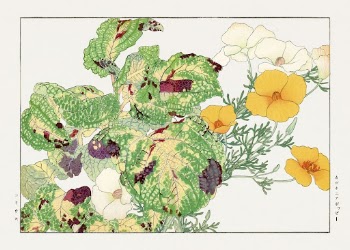 Vintage coleus & california poppy | Free Photo Illustration - rawpixel