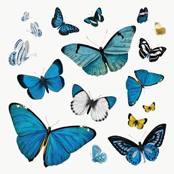 Vintage Common Blue butterflies illustration design element set | Free  transparent png - 2287107