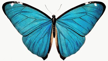 Vintage Common Blue butterfly illustration design element | Free  transparent png - 2287140