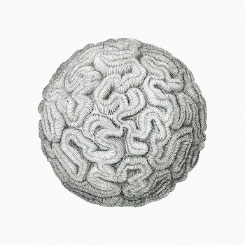 Vintage coral illustration on white background | Free public domain illustration - 2298013