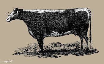 Vintage cow illustration | Free stock vector - 539762