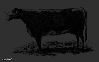 Vintage cow illustration | Free stock vector - 539765