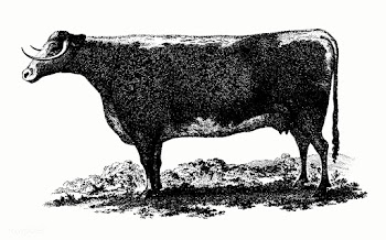 Vintage cow illustration | Free stock vector - 539768