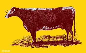 Vintage cow illustration | Free stock vector - 539775