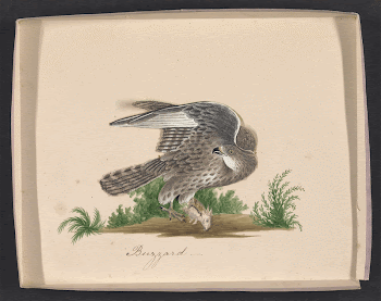 Vintage cut-paper featherwork illustrations of birds | Free Photo - rawpixel