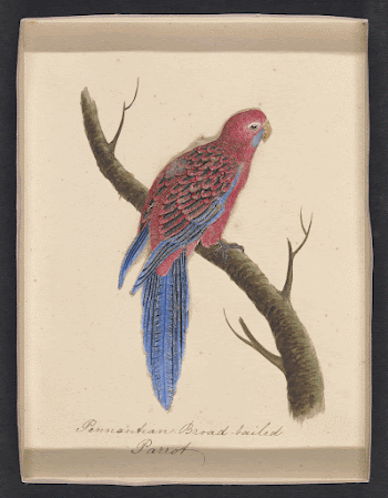 Vintage cut-paper featherwork illustrations of birds | Free Photo - rawpixel