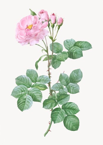 Vintage damask rose poster | Free stock vector - 574163