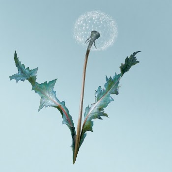 Vintage Dandelion clipart, floral illustration | Free Photo - rawpixel