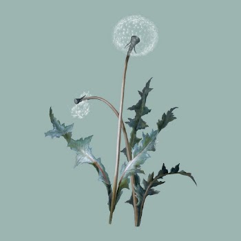 Vintage Dandelion sticker, floral illustration, | Free Vector - rawpixel