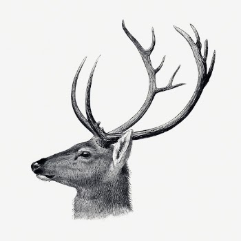 Vintage deer illustration, animal drawing, | Free Photo Illustration - rawpixel