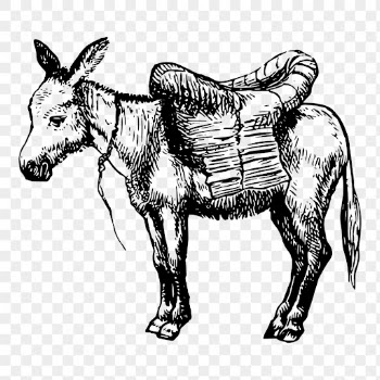 Vintage donkey png drawing, hand | Free PNG - rawpixel