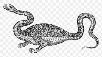 Vintage dragon illustration png, remixed from artwork by Athanasius Kircher.