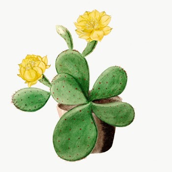 Vintage Eastern Prickly Pear cactus | Free Photo Illustration - rawpixel