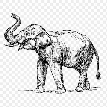 Vintage elephant png, animal clipart, | Free PNG Illustration - rawpixel