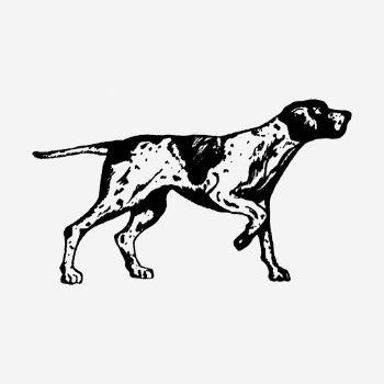 Vintage English pointer dog illustration. | Free Photo Illustration - rawpixel