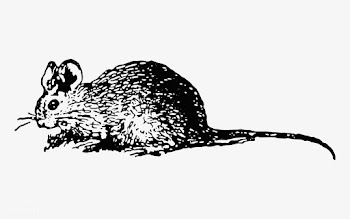 Vintage European style mouse engraving | Free stock vector - 586577