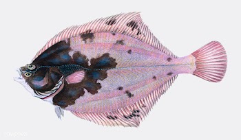 Vintage fish illustration | Free stock vector - 504441