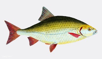 Vintage fish illustration | Free stock vector - 504446