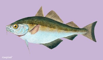 Vintage fish illustration | Free stock vector - 504447