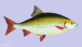Vintage fish illustration | Free stock vector - 504449