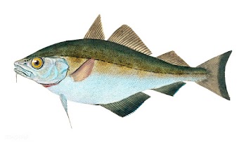 Vintage fish illustration | Free stock vector - 504450