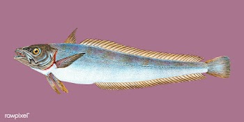Vintage fish illustration | Free stock vector - 504458